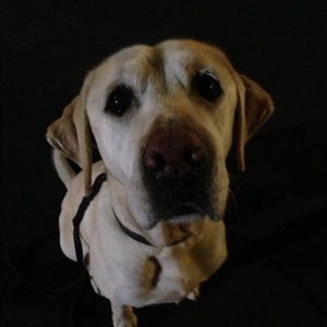 Meet your Posher, Dutch